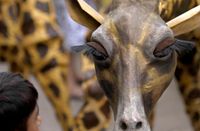 Straattheater: Giraffe Boeken / Inhuren