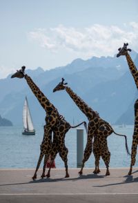 Straattheater: Giraffe Boeken / Inhuren