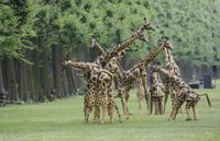 Straattheater: Giraffe Boeken / Inhuren