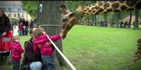 Straattheater: Giraffe Boeken / Inhuren